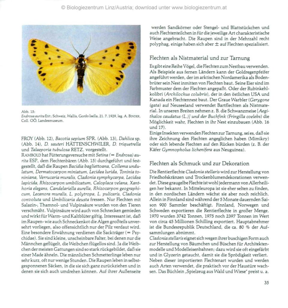 Landesmuseum. FROY (Abb. 12), Bacotia sepium SPR. (Abb. 13), Dahlica sp. (Abb. 14), D. sauteri HÄTTENSCHWILER, D. triquetrella und Talaeporia tubulosa RETZ. vorgestellt.