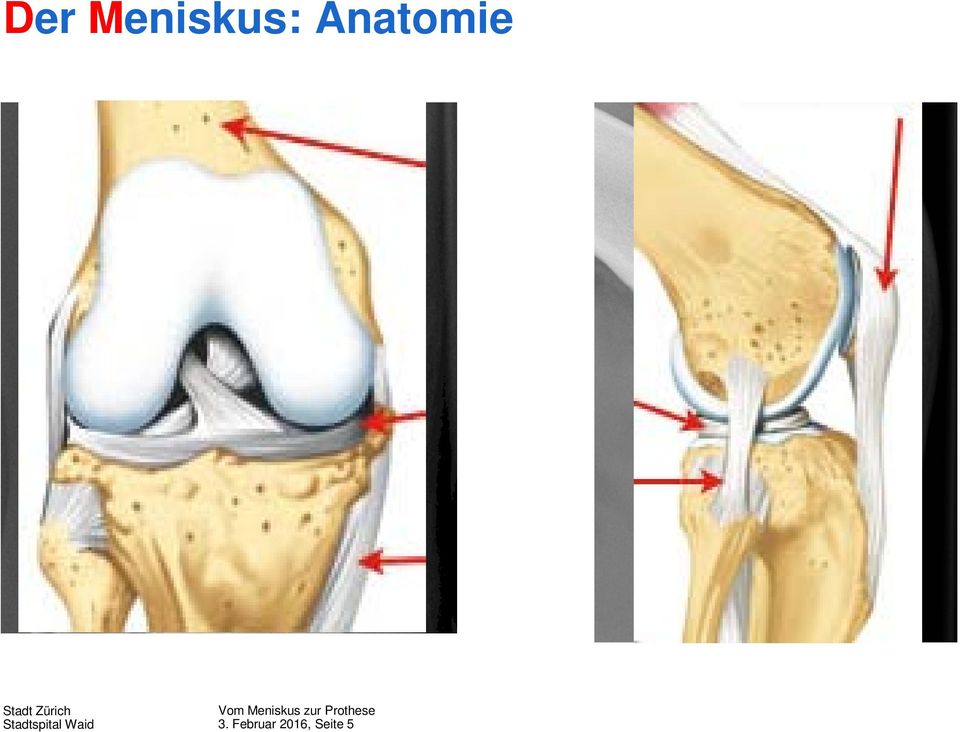 Anatomie 3.