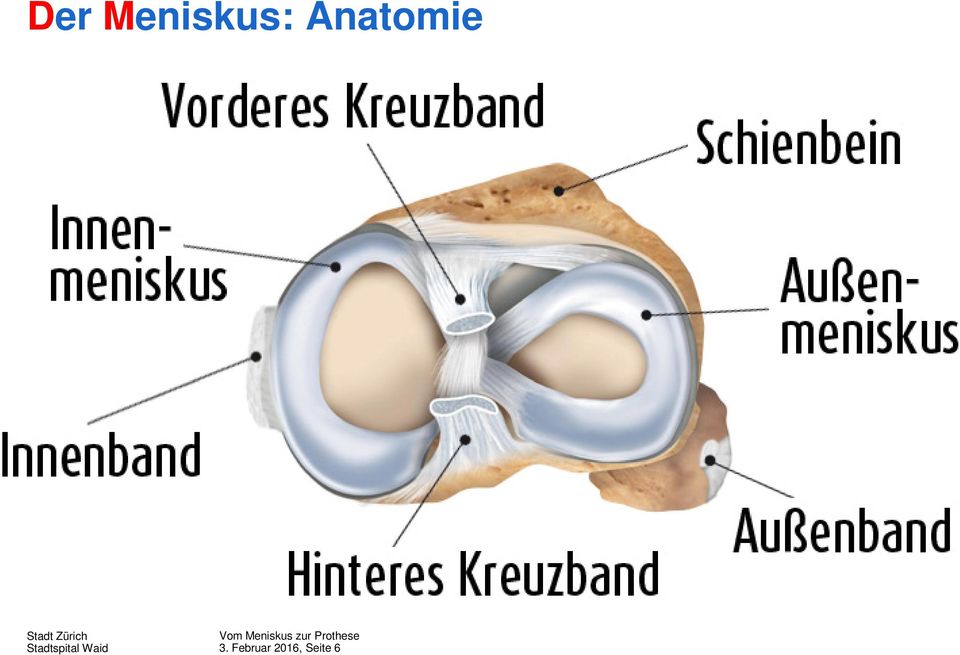 Anatomie 3.