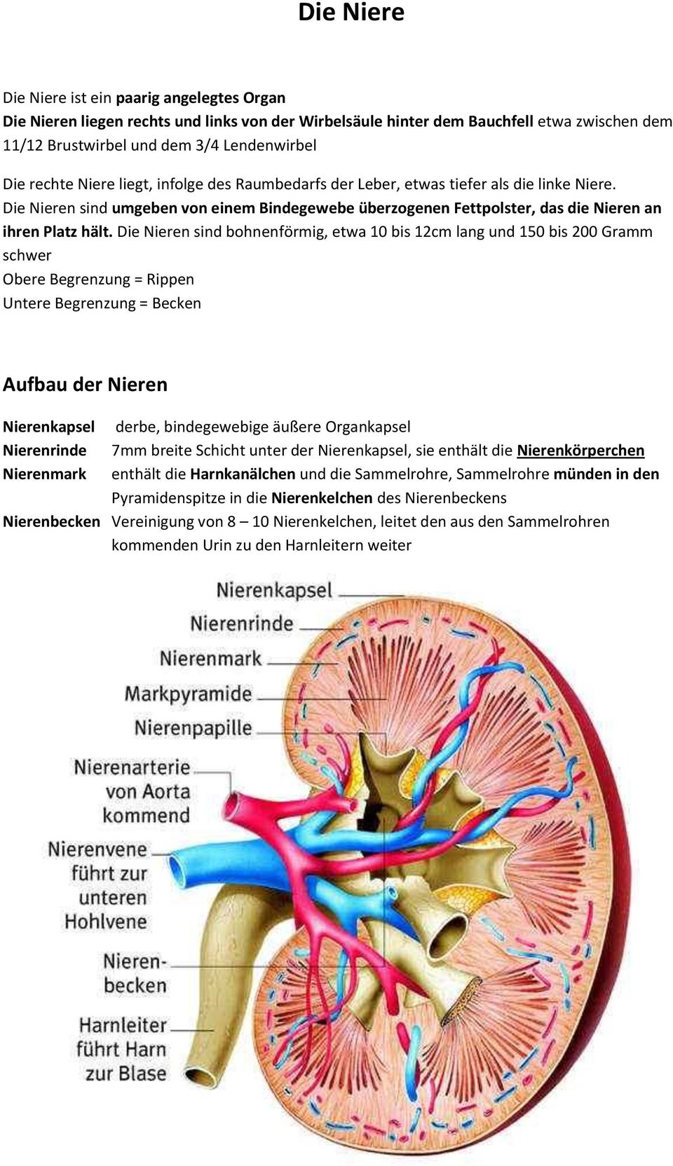 Die Nieren sind bohnenförmig, etwa 10 bis 12cm lang und 150 bis 200 Gramm schwer Obere Begrenzung = Rippen Untere Begrenzung = Becken Aufbau der Nieren Nierenkapsel Nierenrinde Nierenmark derbe,