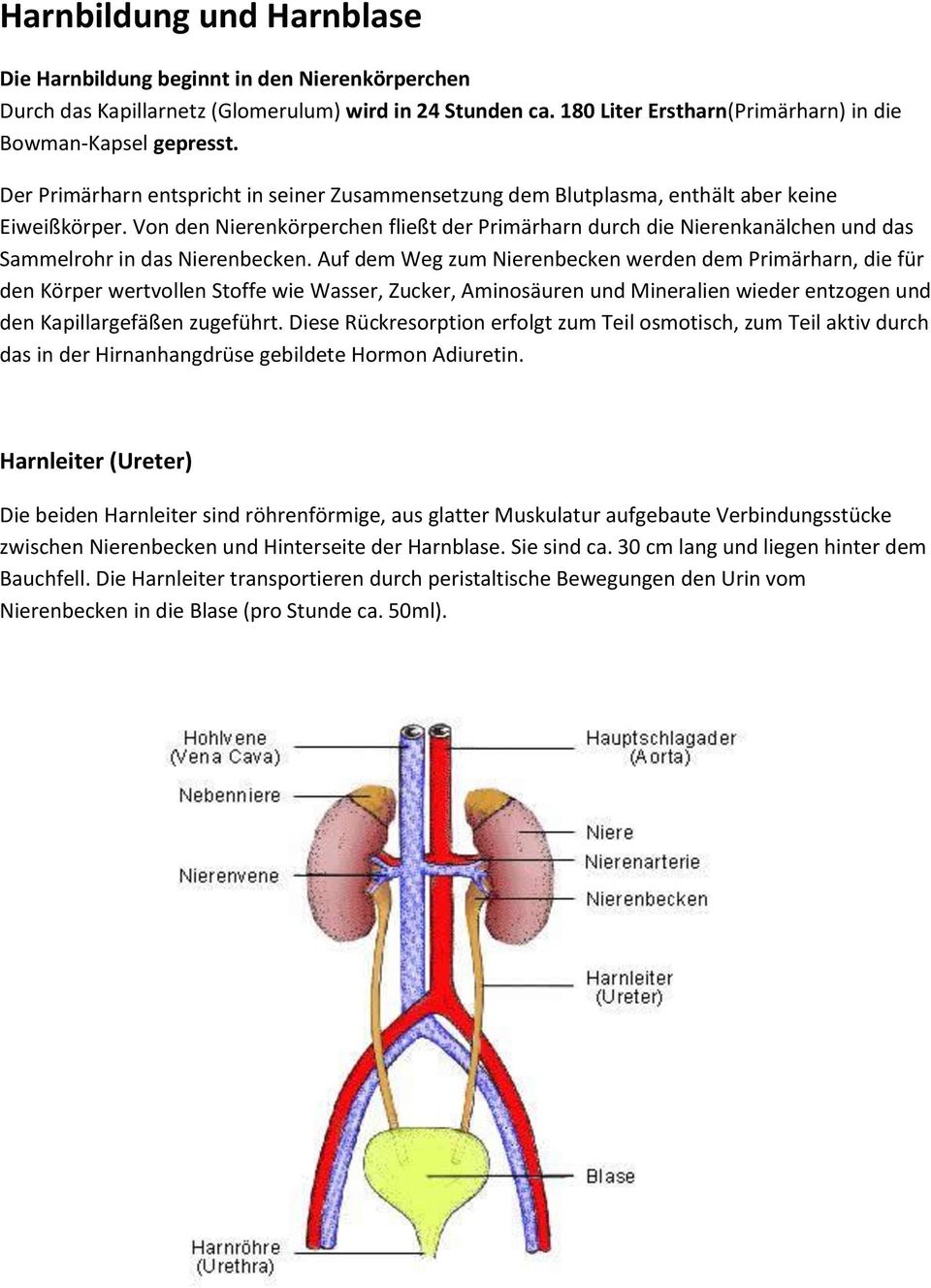 Von den Nierenkörperchen fließt der Primärharn durch die Nierenkanälchen und das Sammelrohr in das Nierenbecken.