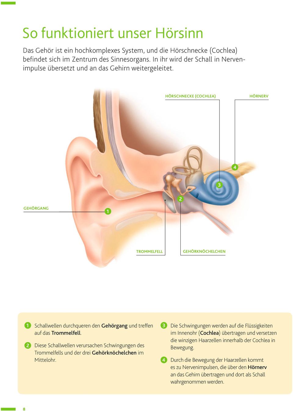 HÖRSCHNECKE (COCHLEA) HÖRNERV GEHÖRGANG 1 TROMMELFELL GEHÖRKNÖCHELCHEN 1 Schallwellen durchqueren den Gehörgang und treffen auf das Trommelfell.