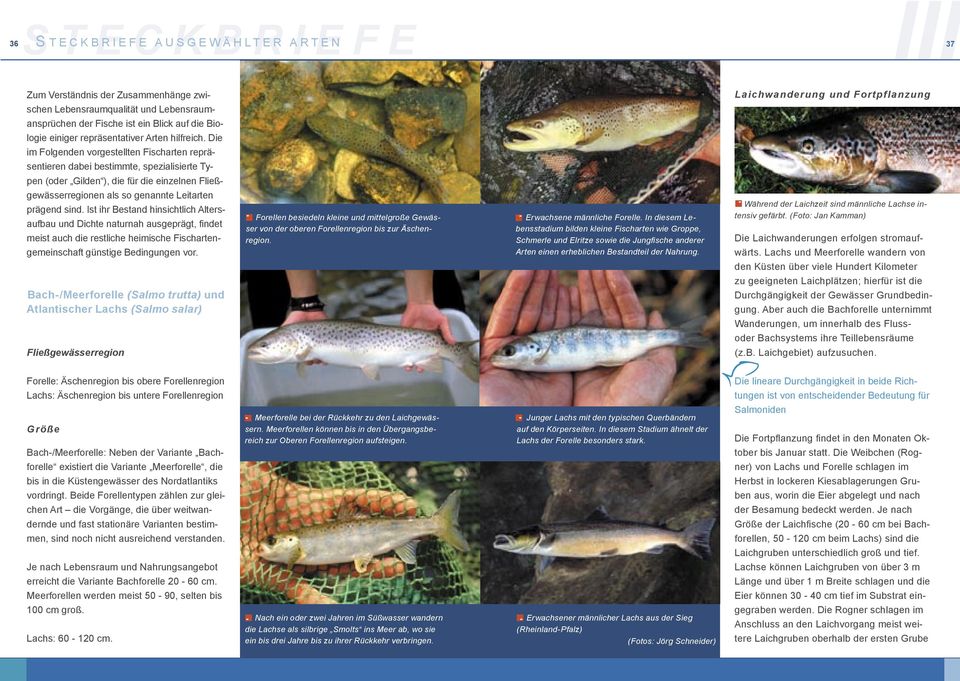 Die im Folgenden vorgestellten Fischarten repräsentieren dabei bestimmte, spezialisierte Typen (oder Gilden ), die für die einzelnen Fließgewässerregionen als so genannte Leitarten prägend sind.
