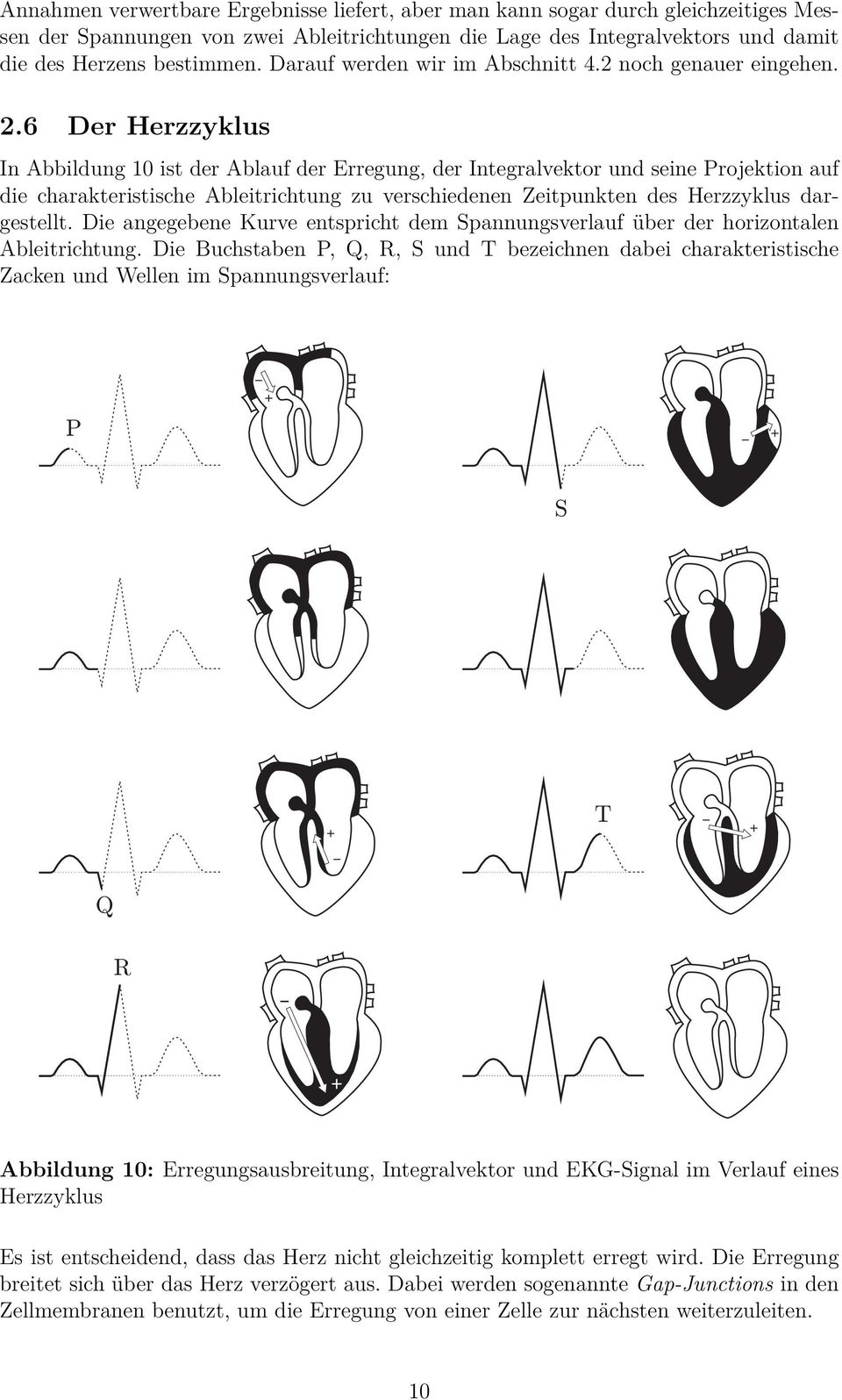 6 Der Herzzyklus In Abbildung 10 ist der Ablauf der Erregung, der Integralvektor und seine Projektion auf die charakteristische Ableitrichtung zu verschiedenen Zeitpunkten des Herzzyklus dargestellt.