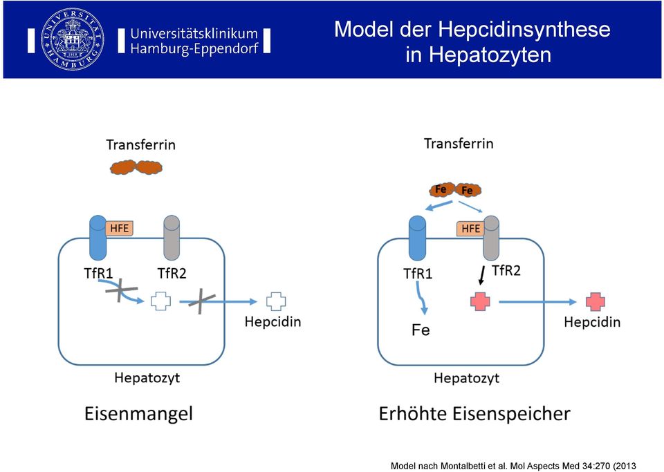 Hepatozyten Model nach