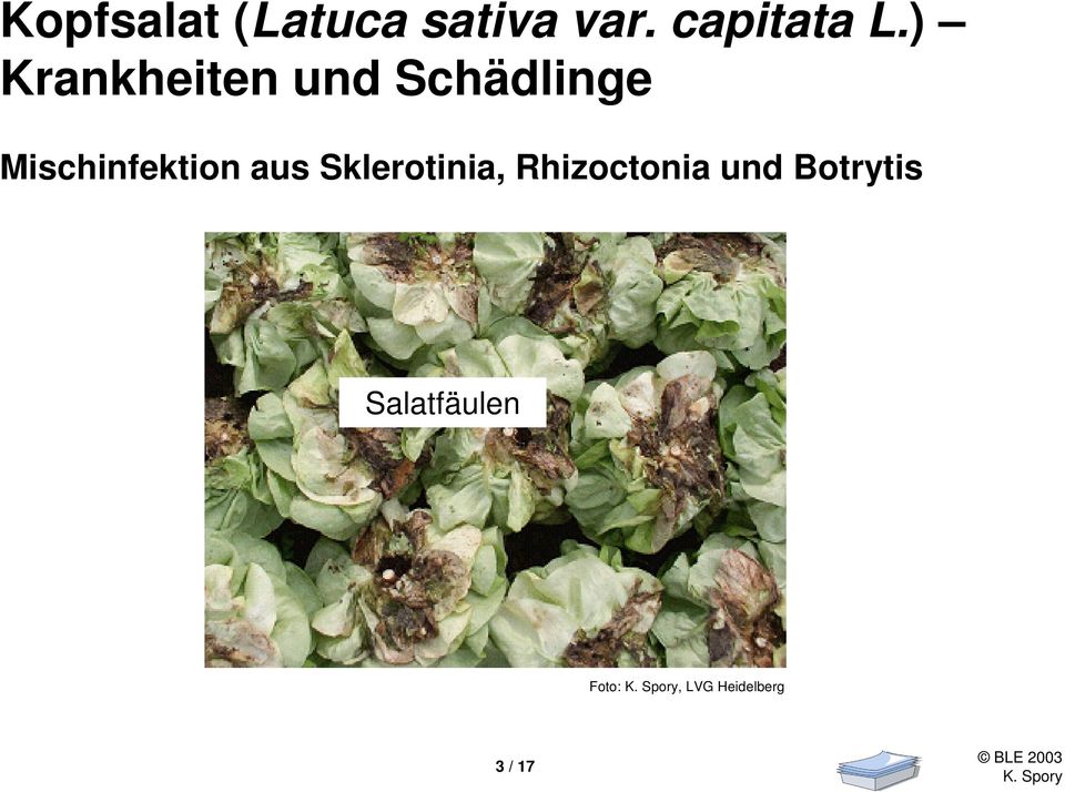 und Botrytis Salatfäulen