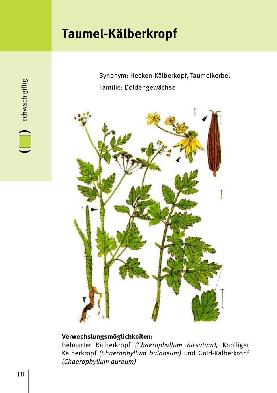 Verwechslungsmöglichkeiten: Behaarter Kälberkropf (Chaerophyllum