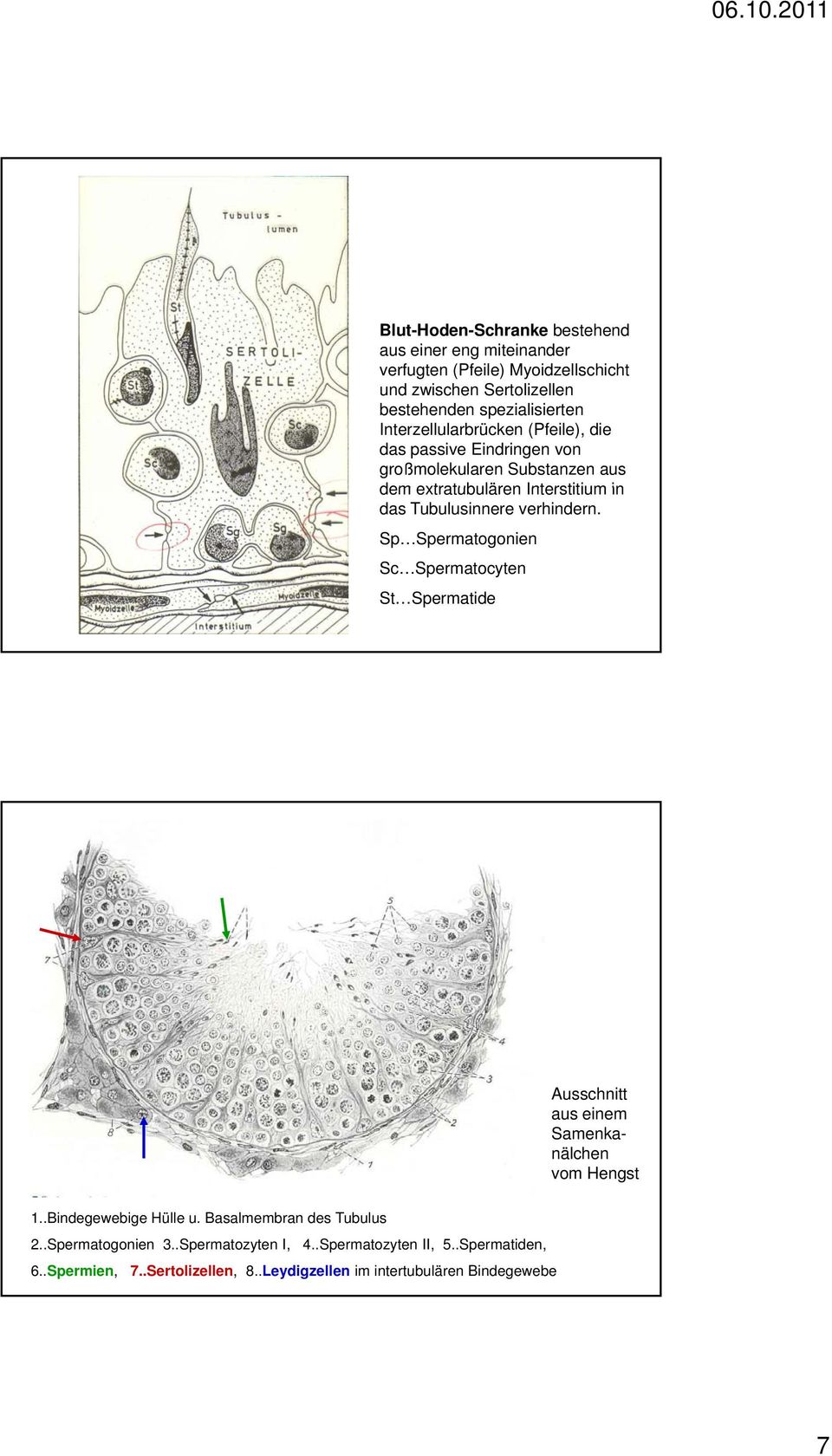 verhindern. Sp Spermatogonien Sc Spermatocyten St Spermatide Ausschnitt aus einem Samenkanälchen vom Hengst 1..Bindegewebige Hülle u.