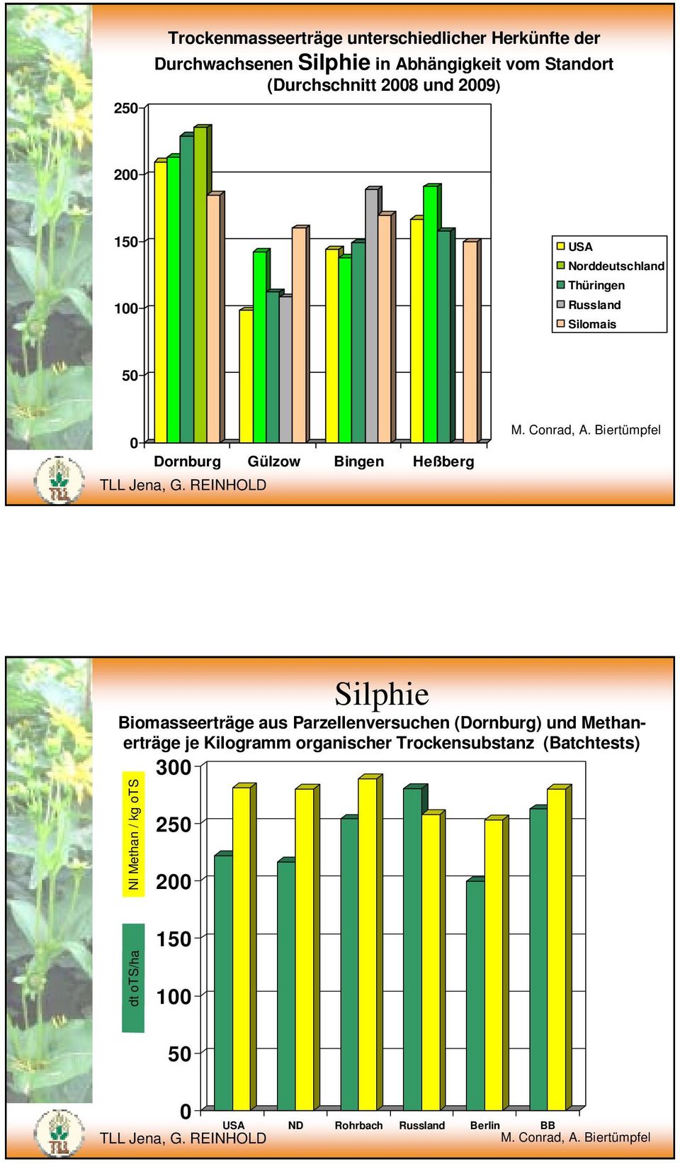 Biertümpfel Silphie Biomasseerträge aus Parzellenversuchen (Dornburg) und Methanerträge je Kilogramm organischer