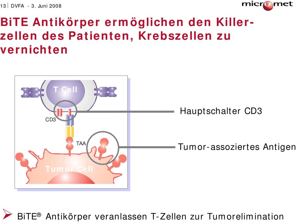 Patienten, Krebszellen zu vernichten T Cell CD3ε BiTE BiTE