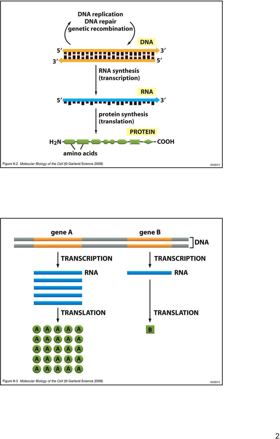 Figure 6-3 Molecular Biology of 