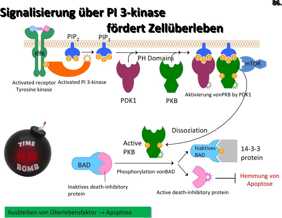 vonpkb by PDK1 BAD Inaktives death-inhibitory protein Active PKB Phosphorylation vonbad