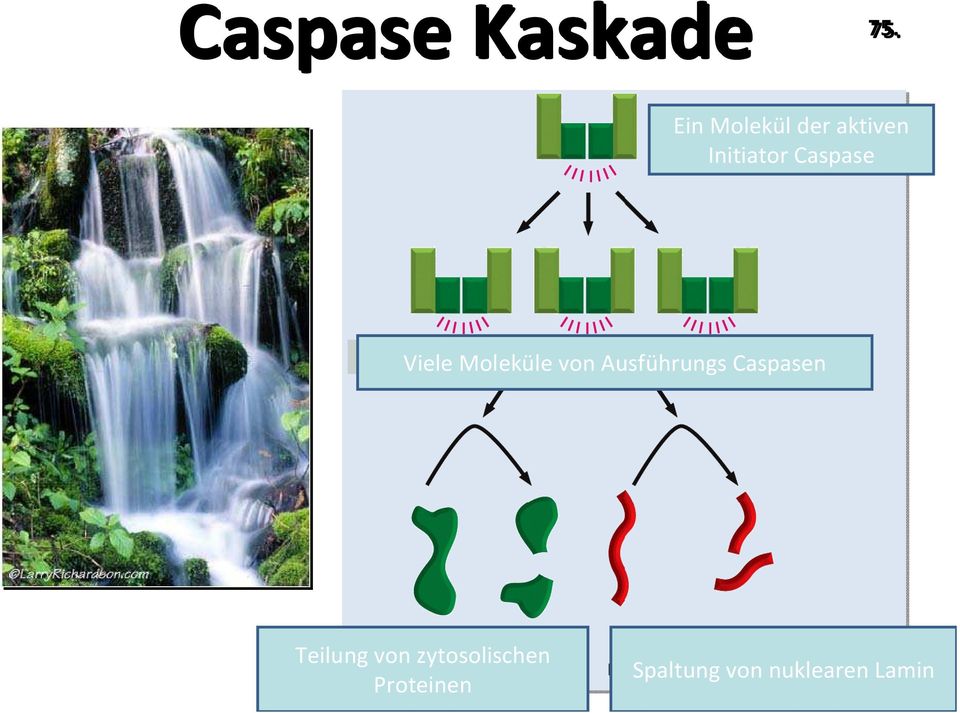 Viele Moleküle von Ausführungs Caspasen