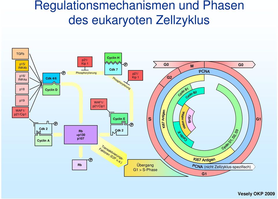 Cyclin D p19 WAF1/ p21/cip1 Cdk 2 Cyclin A P Rb +p130 p107 WAF1/ p21/cip1 Cyclin E Cdk 2 P S