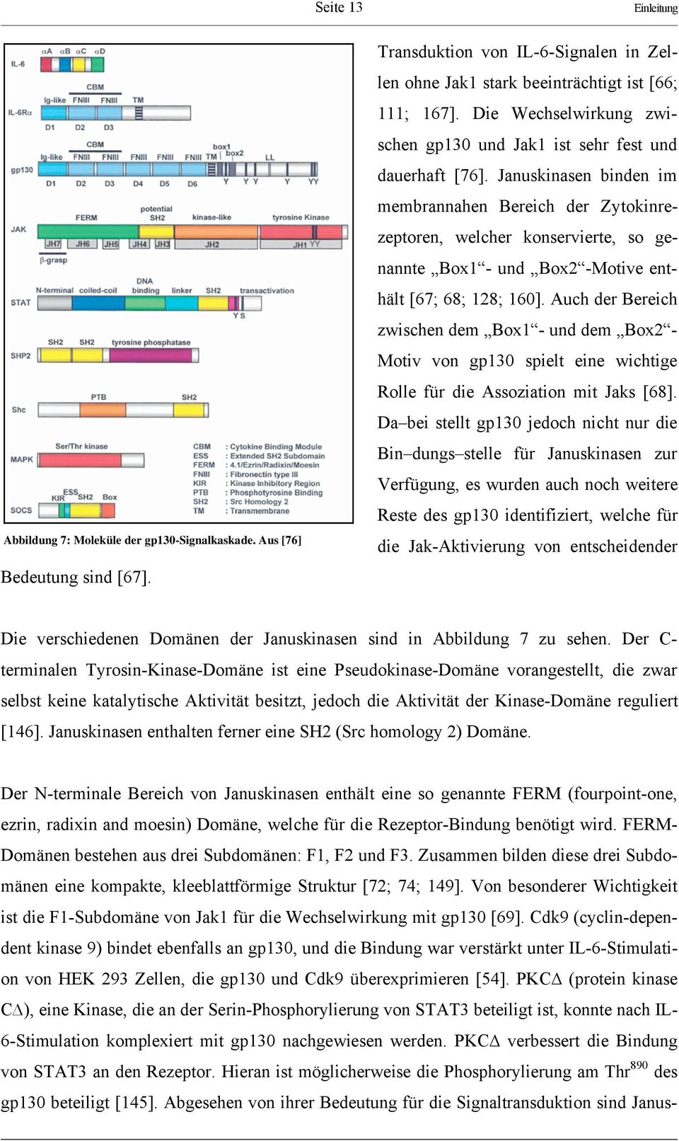 Januskinasen binden im membrannahen Bereich der Zytokinrezeptoren, welcher konservierte, so genannte Box1 - und Box2 -Motive enthält [67; 68; 128; 160].