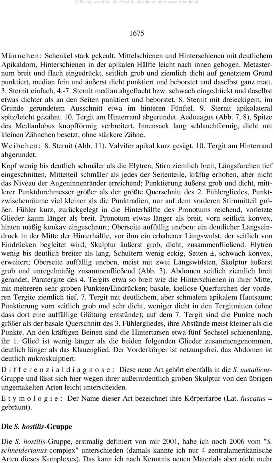 Sternit einfach, 4.-7. Sternit median abgeflacht bzw. schwach eingedrückt und daselbst etwas dichter als an den Seiten punktiert und beborstet. 8.