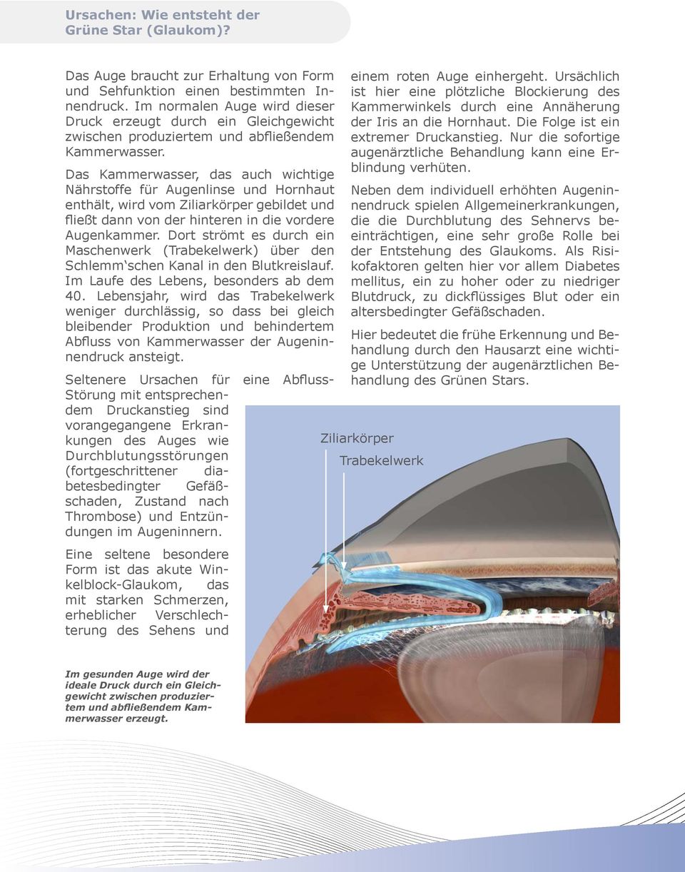 Das Kammerwasser, das auch wichtige Nährstoffe für Augenlinse und Hornhaut enthält, wird vom Ziliarkörper gebildet und fließt dann von der hinteren in die vordere Augenkammer.