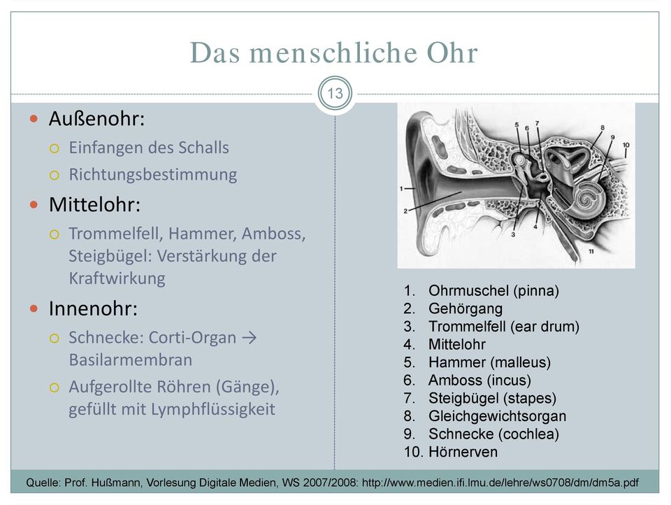 Ohrmuschel (pinna) 2. Gehörgang 3. Trommelfell (ear drum) 4. Mittelohr 5. Hammer (malleus) 6. Amboss (incus) 7. Steigbügel (stapes) 8.