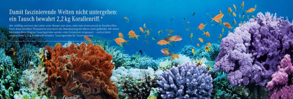 Doch diese sensiblen Ökosysteme sind durch die Übersäuerung der Meere stark gefährdet.