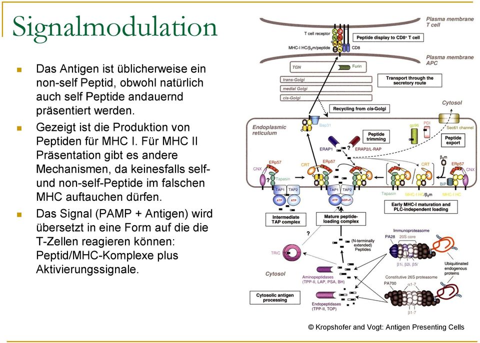Für MHC II Präsentation gibt es andere Mechanismen, da keinesfalls selfund non-self-peptide im falschen MHC auftauchen