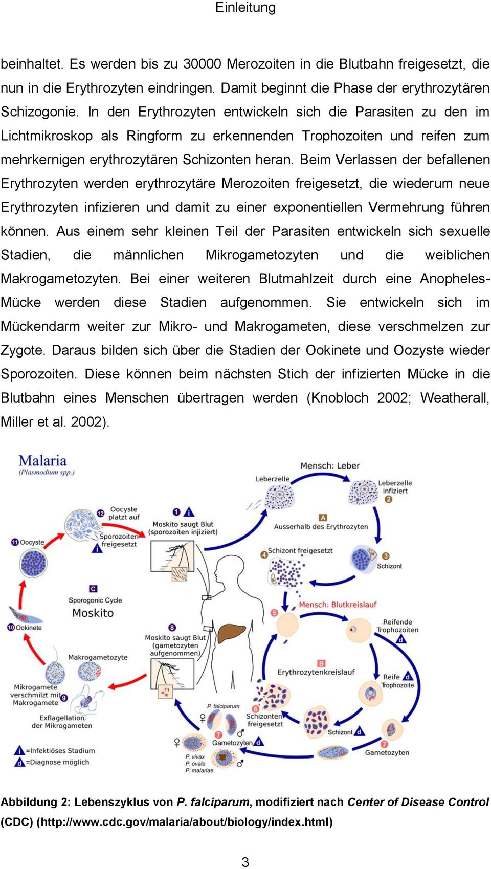 Beim Verlassen der befallenen Erythrozyten werden erythrozytäre Merozoiten freigesetzt, die wiederum neue Erythrozyten infizieren und damit zu einer exponentiellen Vermehrung führen können.