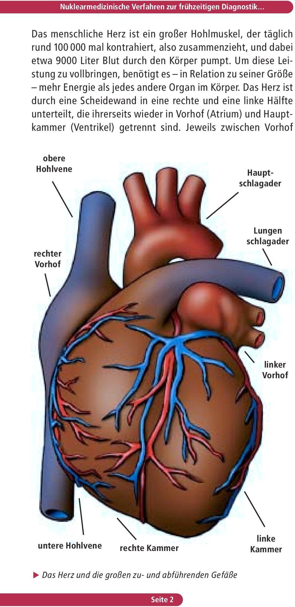 Das Herz ist durch eine Scheidewand in eine rechte und eine linke Hälfte unterteilt, die ihrerseits wieder in Vorhof (Atrium) und Hauptkammer (Ventrikel) getrennt sind.