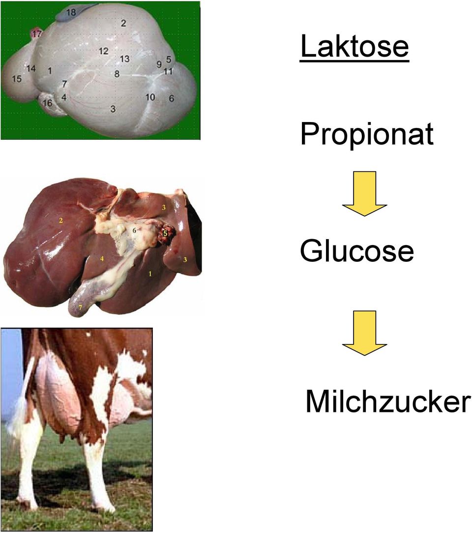 Glucose