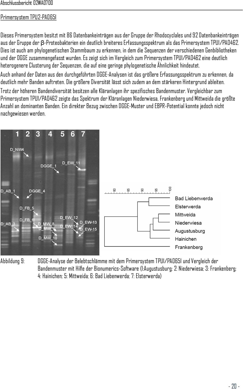 Dies ist auch am phylogenetischen Stammbaum zu erkennen, in dem die Sequenzen der verschiedenen Genbibliotheken und der DGGE zusammengefasst wurden.