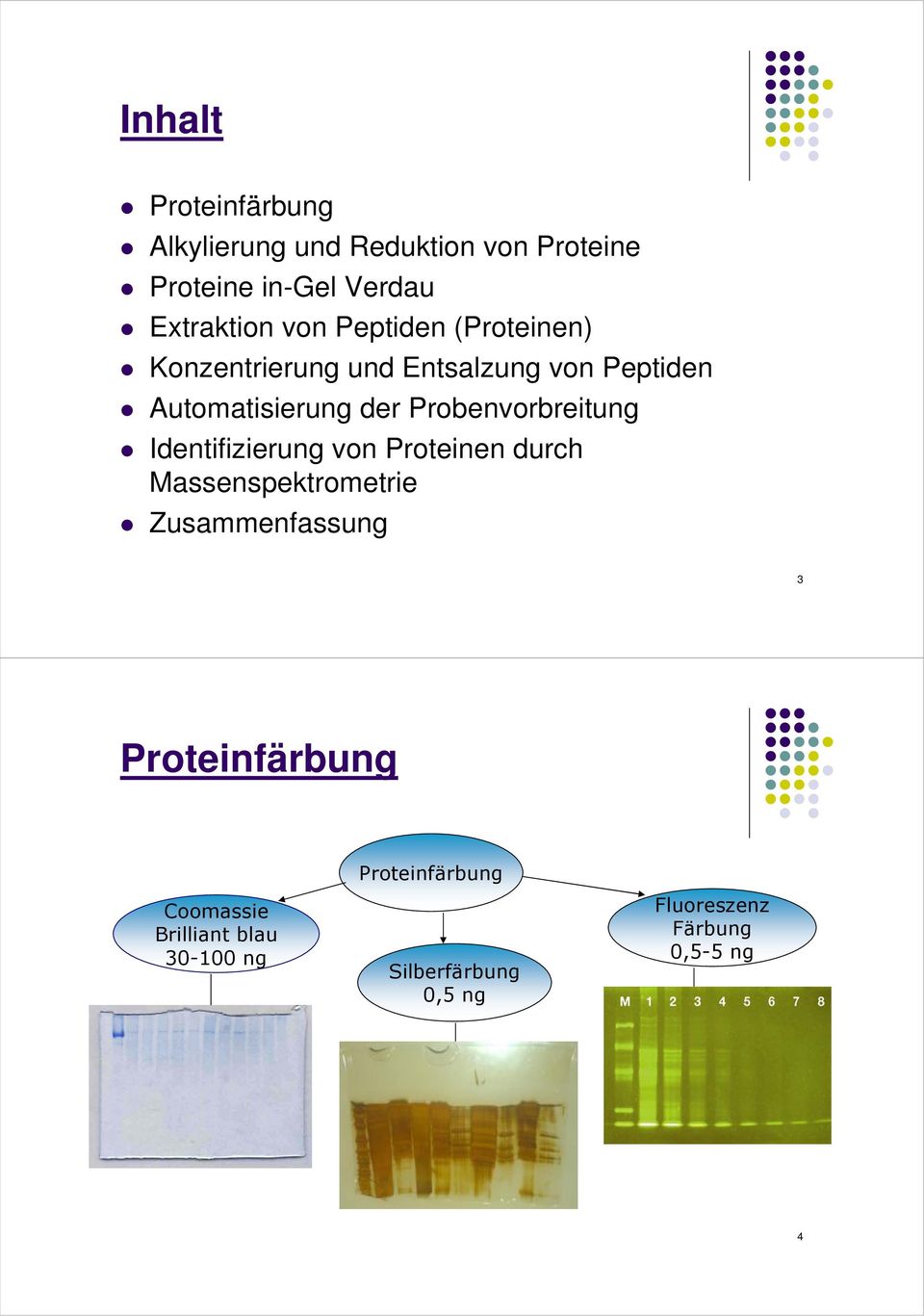Probenvorbreitung Identifizierung von Proteinen durch Massenspektrometrie Zusammenfassung 3