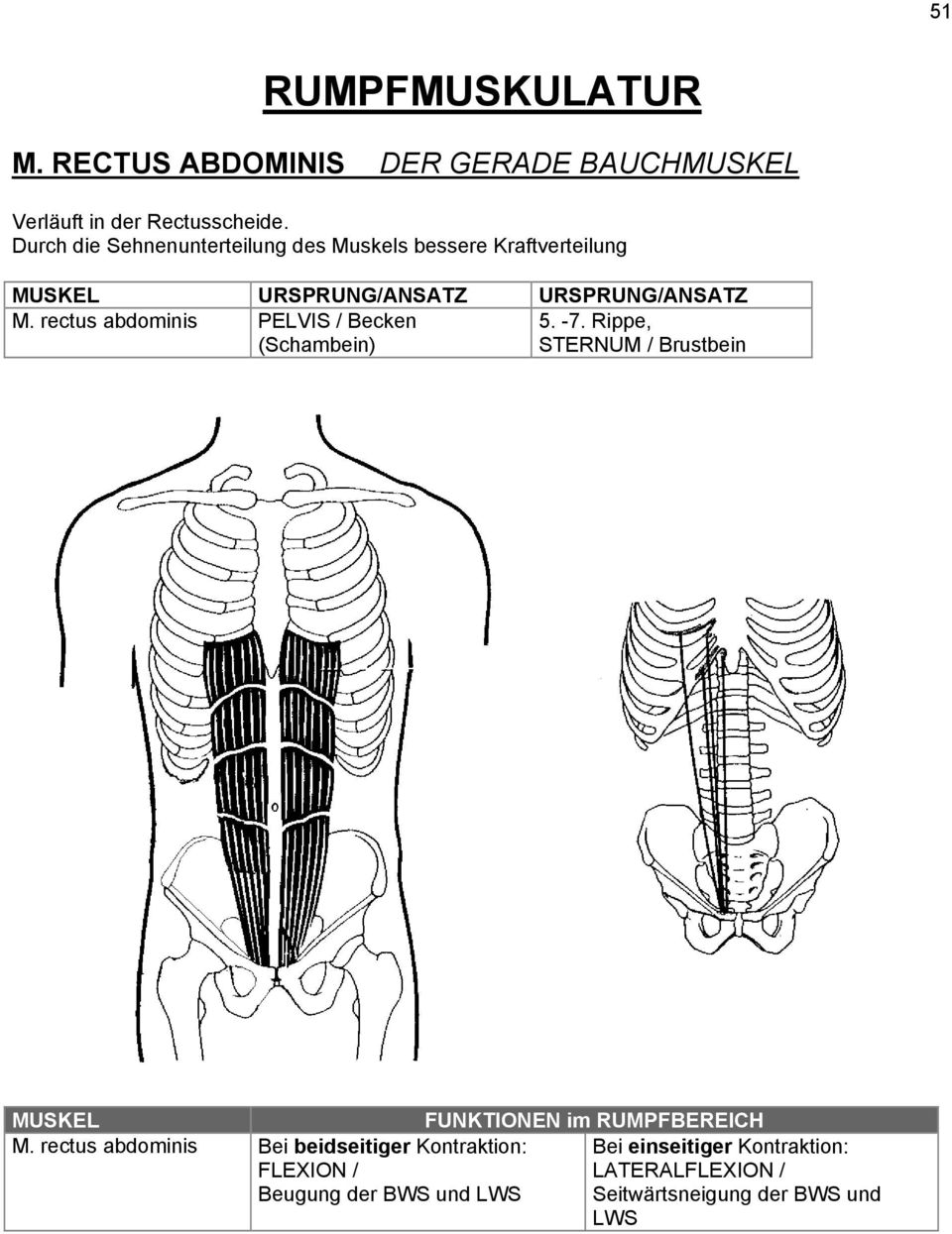 rectus abdominis PELVIS / Becken 5. -7. Rippe, (Schambein) STERNUM / Brustbein MUSKEL FUNKTIONEN im RUMPFBEREICH M.