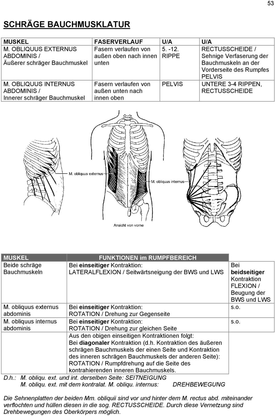 OBLIQUUS INTERNUS ABDOMINIS / Innerer schräger Bauchmuskel Fasern verlaufen von außen unten nach innen oben PELVIS PELVIS UNTERE 3-4 RIPPEN, RECTUSSCHEIDE MUSKEL Beide schräge Bauchmuskeln FUNKTIONEN