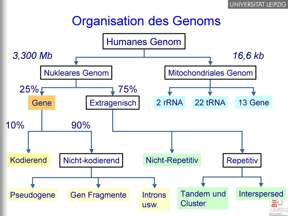 trna 13 Gene 10% 90% Kodierend Nicht-kodierend Nicht-Repetitiv