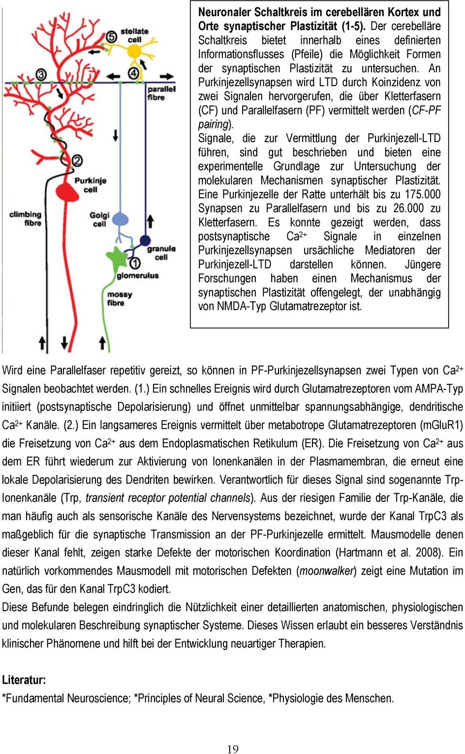 An Purkinjezellsynapsen wird LTD durch Koinzidenz von zwei Signalen hervorgerufen, die über Kletterfasern (CF) und Parallelfasern (PF) vermittelt werden (CF-PF pairing).