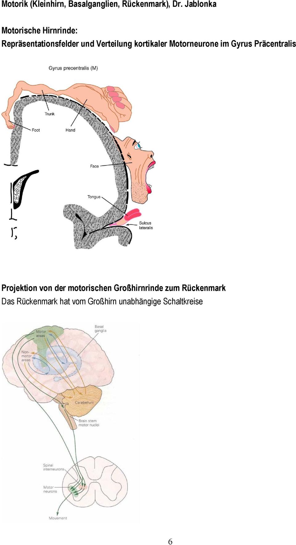 kortikaler Motorneurone im Gyrus Präcentralis Projektion von der