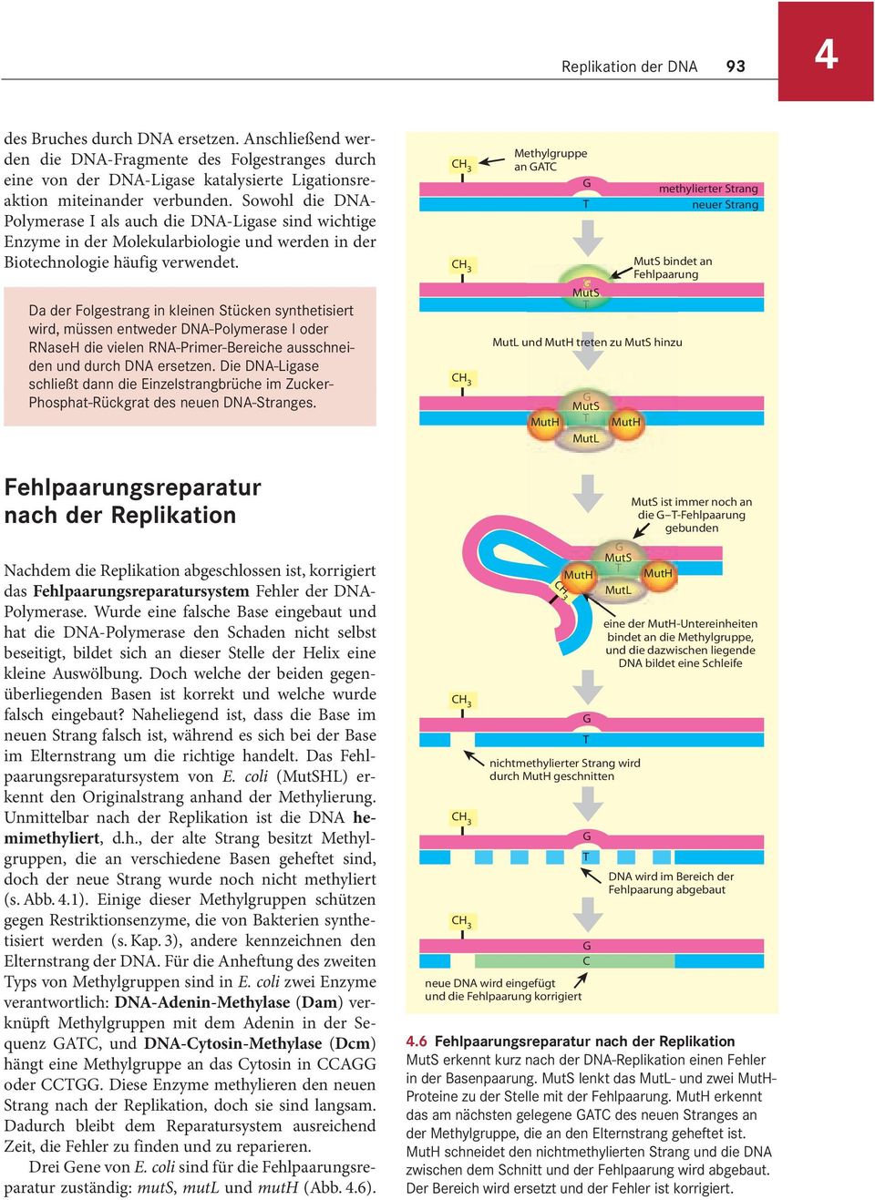 Da der Folgestrang in kleinen Stücken synthetisiert wird, müssen entweder DNA-Polymerase I oder RNaseH die vielen RNA-Primer-Bereiche ausschneiden und durch DNA ersetzen.