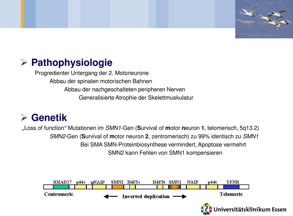 Atrophie der Skelettmuskulatur Genetik Loss of function Mutationen im SMN1-Gen (Survival of motor neuron 1,
