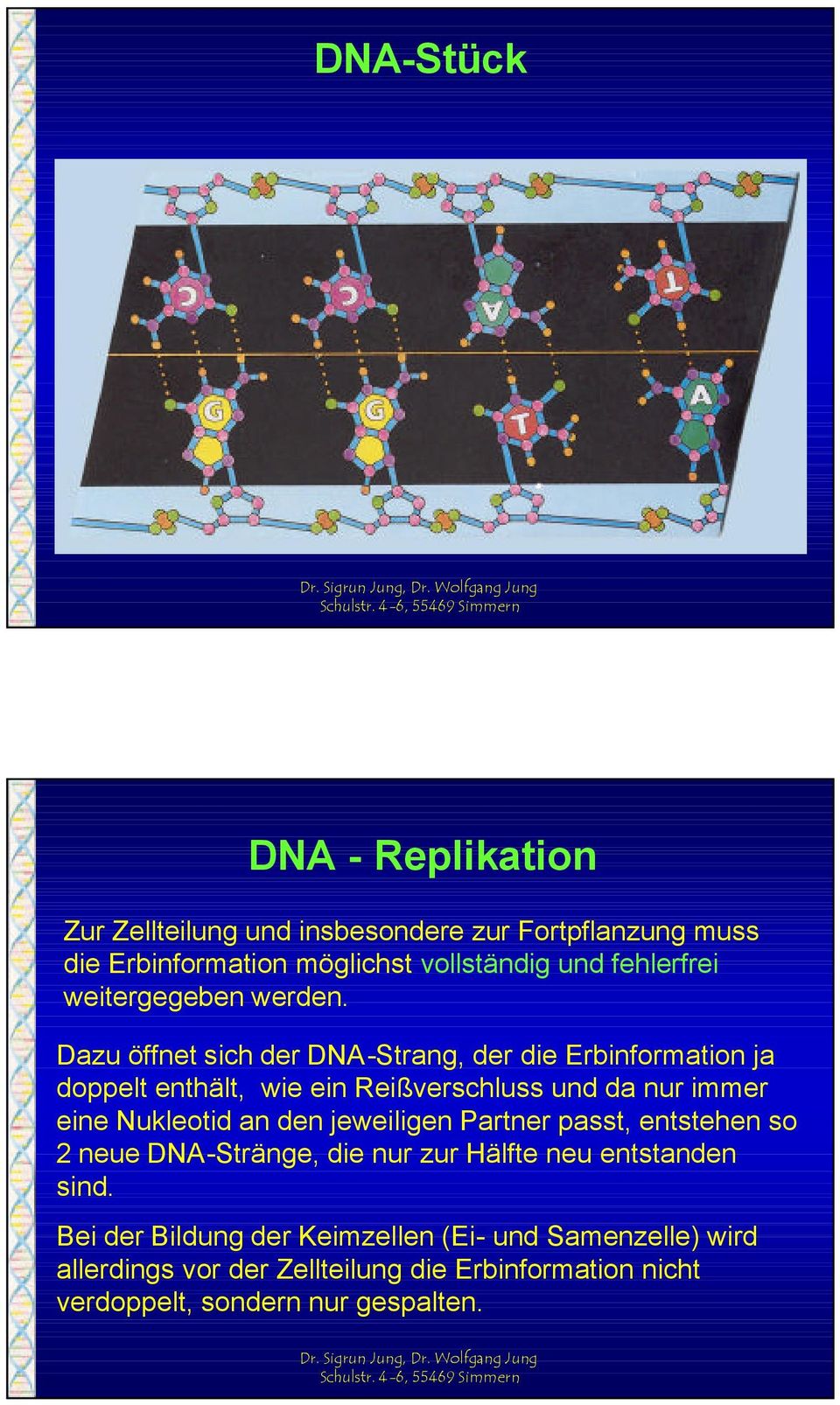 Dazu öffnet sich der DNA-Strang, der die Erbinformation ja doppelt enthält, wie ein Reißverschluss und da nur immer eine Nukleotid an