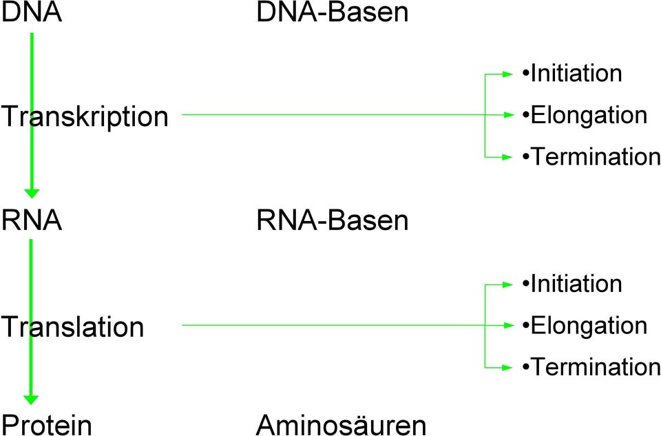 RNA RNA-Basen Translation  Protein