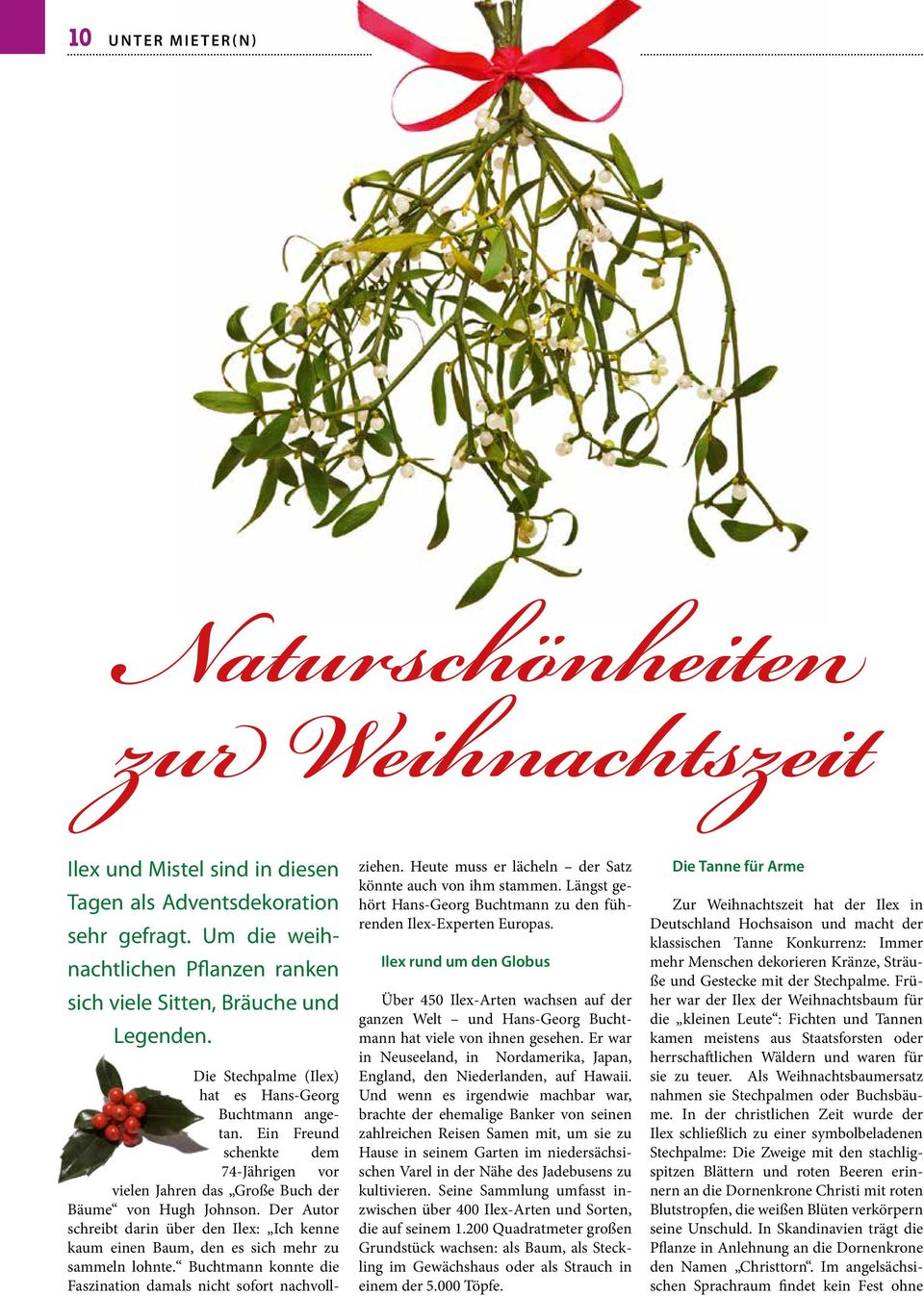 Ein Freund schenkte dem 74-Jährigen vor vielen Jahren das Große Buch der Bäume von Hugh Johnson. Der Autor schreibt darin über den Ilex: Ich kenne kaum einen Baum, den es sich mehr zu sammeln lohnte.