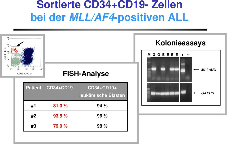 - FISH-Analyse Patient CD34+CD19- MLL/AF4 CD34+CD19+