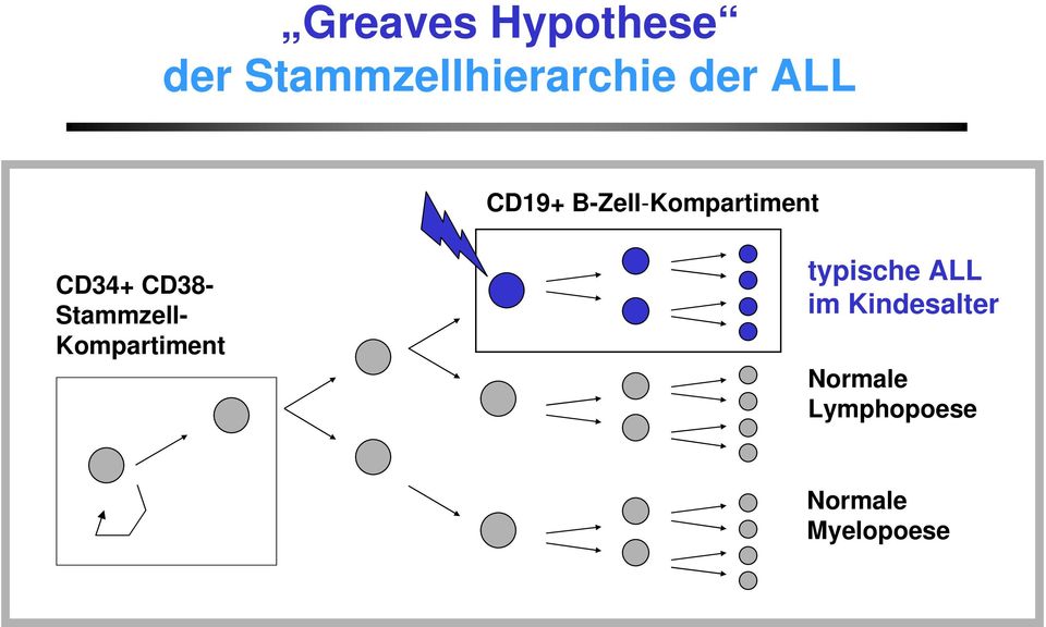 CD38- Stammzell- Kompartiment typische ALL