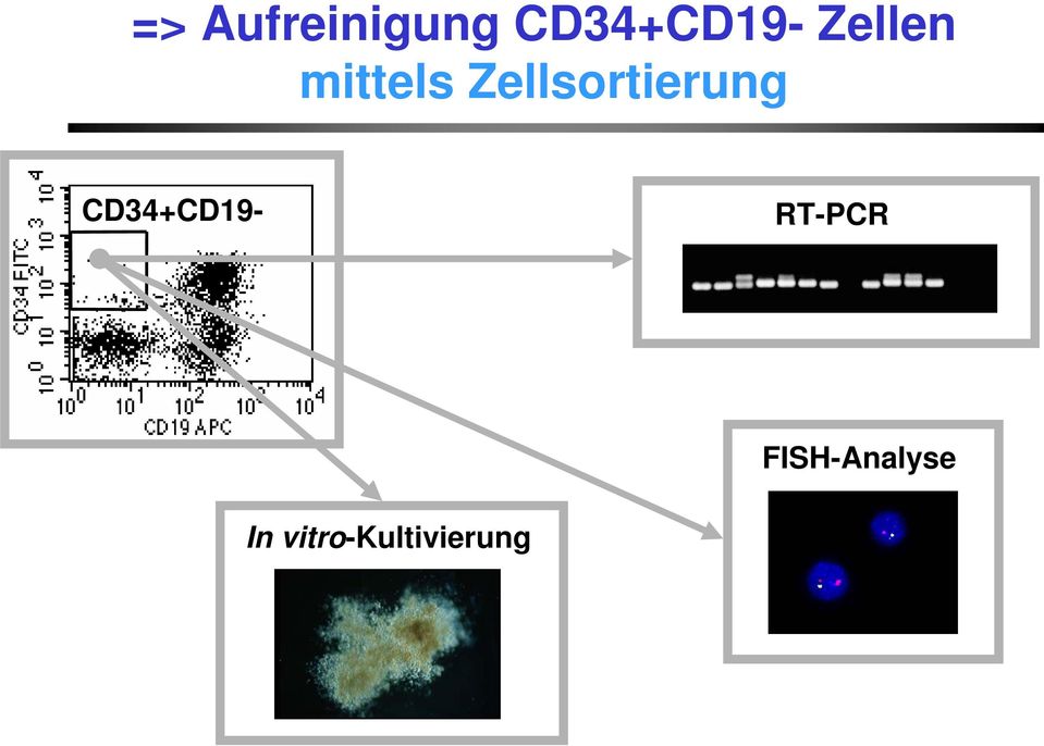 Zellsortierung CD34+CD19-