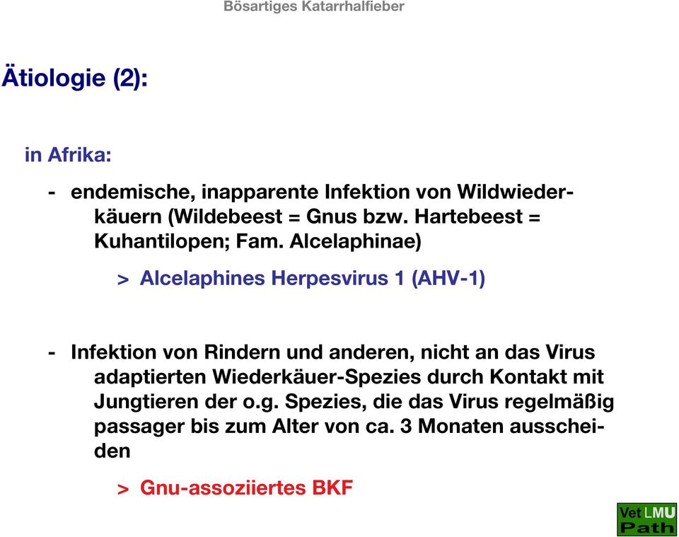 Alcelaphinae) > Alcelaphines Herpesvirus 1 (AHV-1) - Infektion von Rindern und anderen, nicht an das Virus