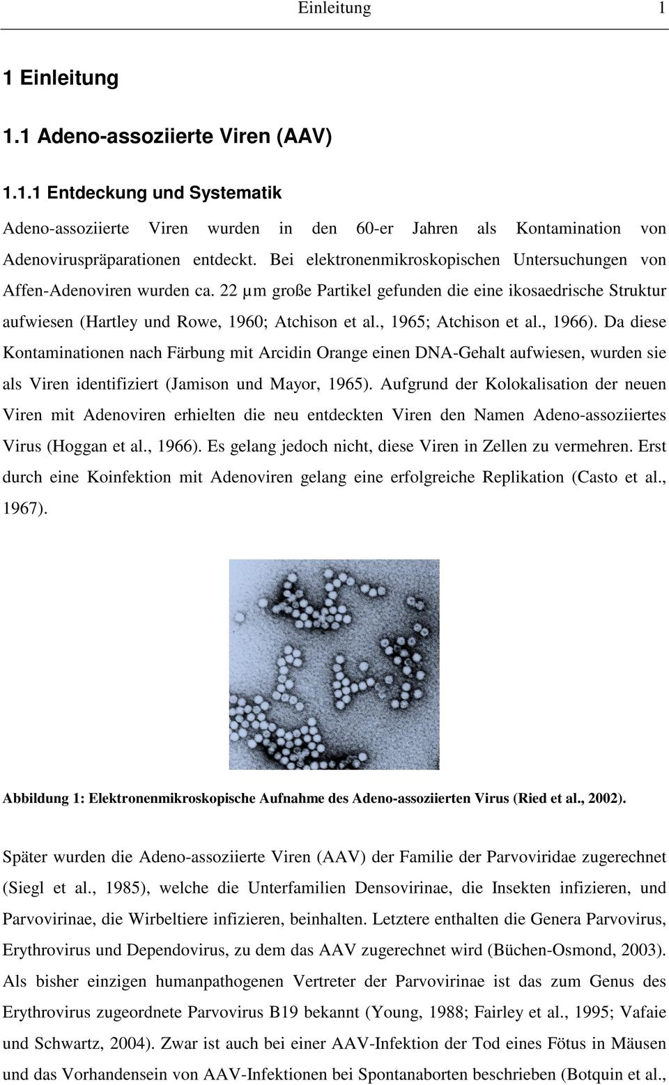 , 1965; Atchison et al., 1966). Da diese Kontaminationen nach Färbung mit Arcidin Orange einen DNA-Gehalt aufwiesen, wurden sie als Viren identifiziert (Jamison und Mayor, 1965).