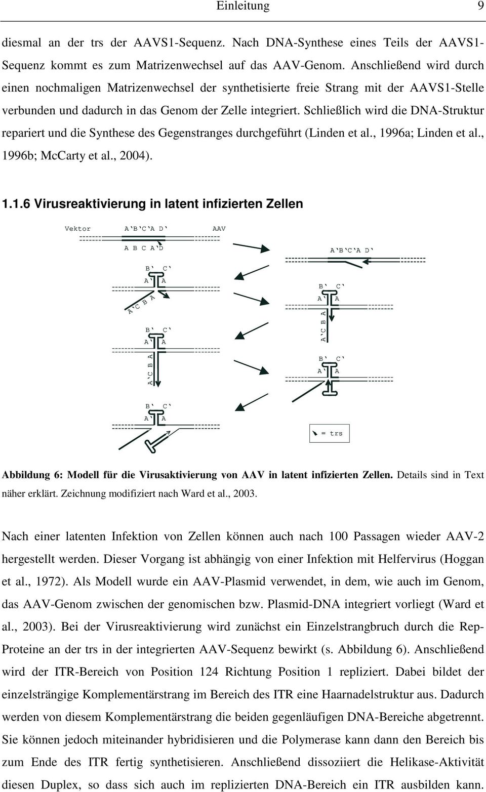 Schließlich wird die DNA-Struktur repariert und die Synthese des Gegenstranges durchgeführt (Linden et al., 19