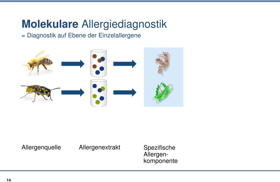 Allergenquelle Allergenextrakt Spezifische