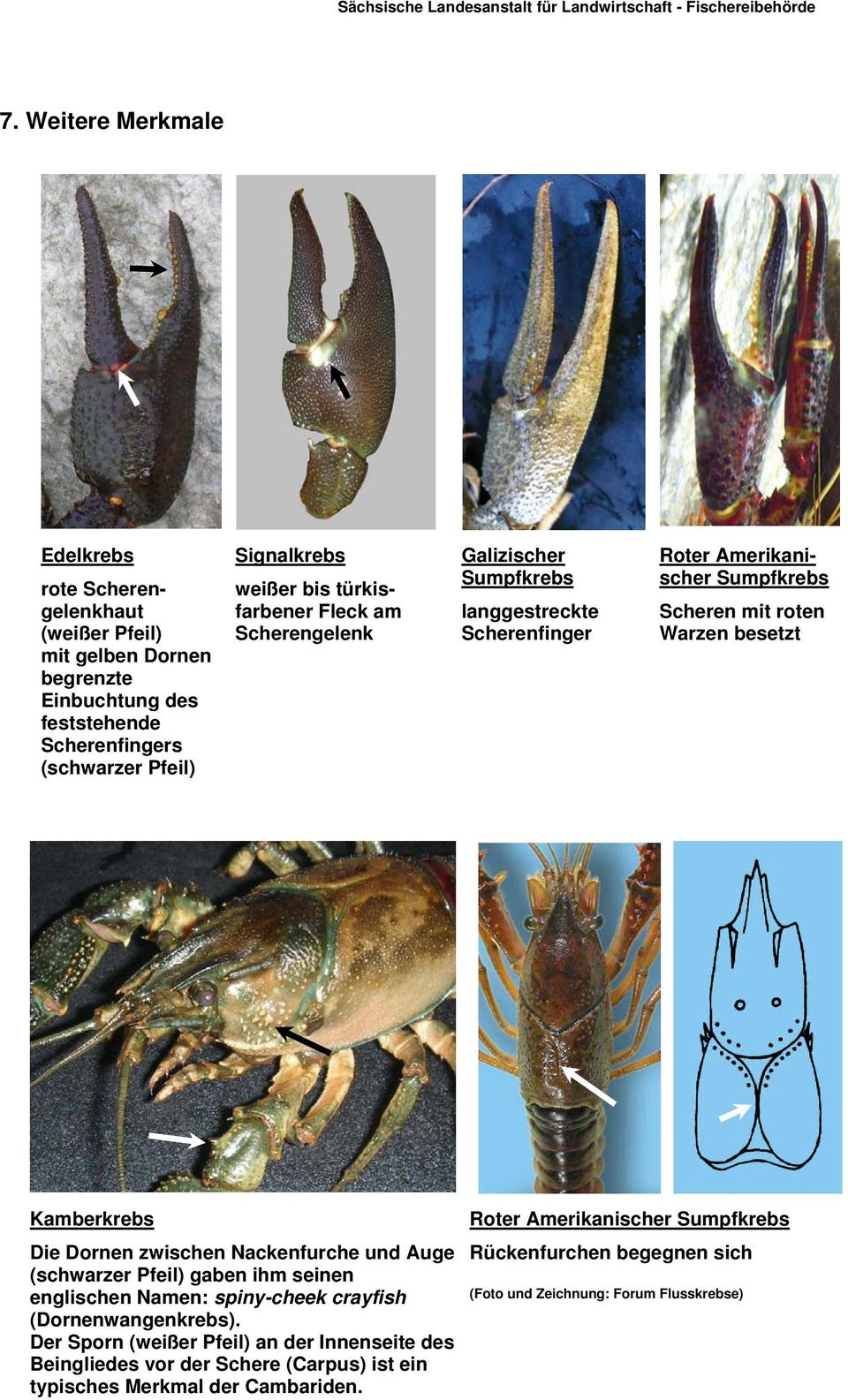 Dornen zwischen Nackenfurche und Auge (schwarzer Pfeil) gaben ihm seinen englischen Namen: spiny-cheek crayfish (Dornenwangenkrebs).