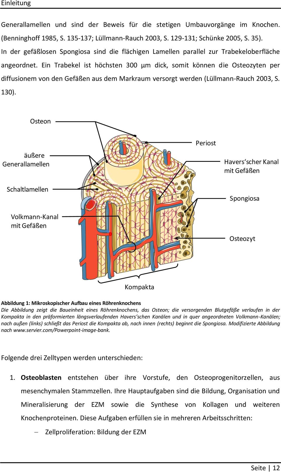 Ein Trabekel ist höchsten 300 µm dick, somit können die Osteozyten per diffusionem von den Gefäßen aus dem Markraum versorgt werden (Lüllmann-Rauch 2003, S. 130).