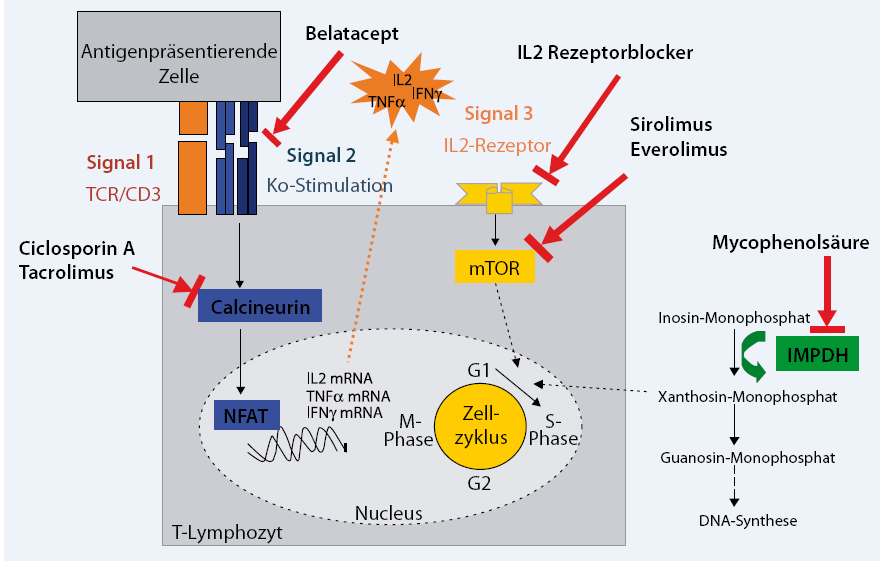 Abbildung 2: Wirkmechanismen verschiedener Immunsuppressiva Quelle: (12) CD: Cluster of Differentiation; IFN: Interferon; IMPDH: Inosinmonophosphat-Dehydrogenase; IL: Interleukin; mtor: mammalian