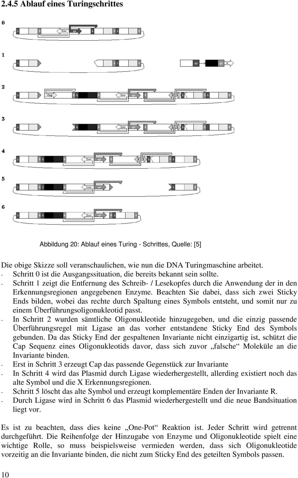 Beachten Sie dabei, dass sich zwei Sticky Ends bilden, wobei das rechte durch Spaltung eines Symbols entsteht, und somit nur zu einem Überführungsoligonukleotid passt.